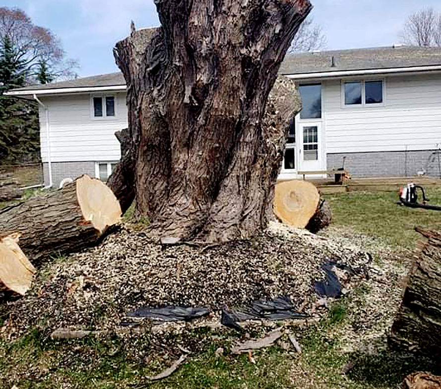 High Performance Tree Services Inc Image 9.jpeg