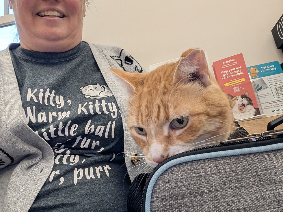 Roughy trying to keep cool, knowing he peed on the couch several times.