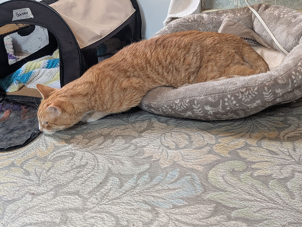 Maxed out on Gabapentin & Sedation - enjoying some deep sleep.