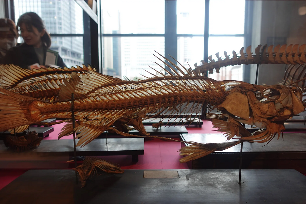 スズキ。文化財として丁重に扱われています