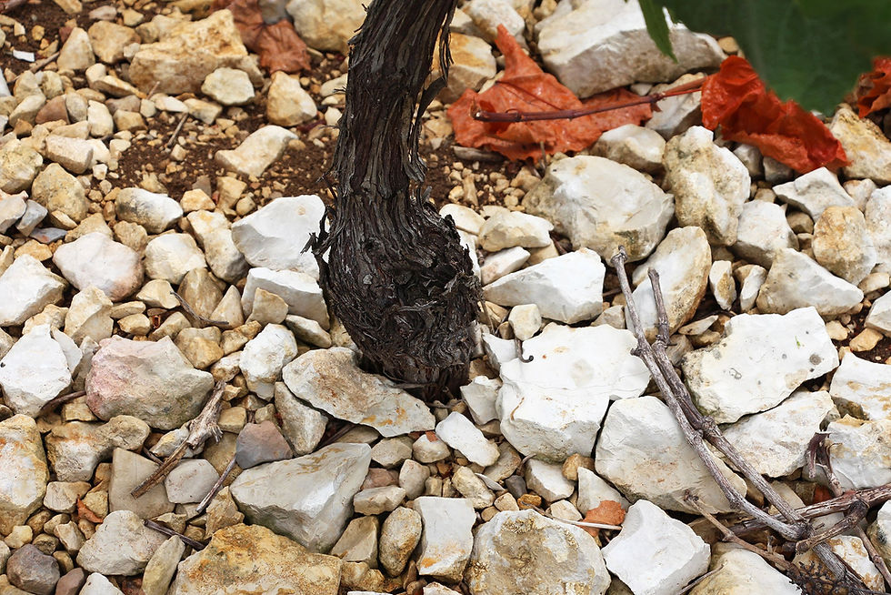 Christophe Rootstock