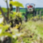 Belliviere Vineyard