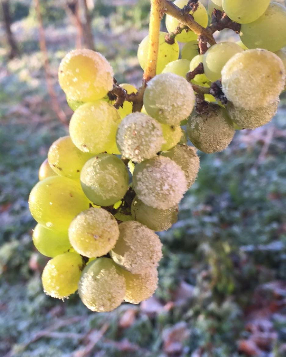 Picariello Grapes