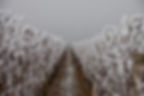 Suremain Vineyard Winter