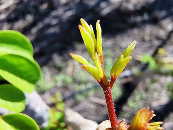 La Moringa Oleifera crece y florece todo el año en Tenerife, España.