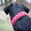 Miniaturbild: Hundehalsband Paracordhalsband
