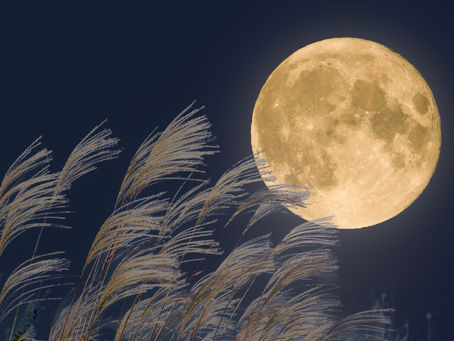 【お知らせ】第7回 Zoom交流会