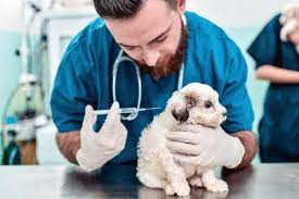 dogv.jpeg