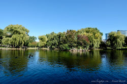 Boston - public garden