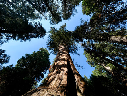La forêt des Géants...