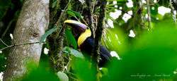 Selva Verde