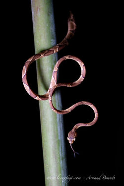 Selva Verde - Night Tour