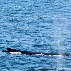 Boston - Hunchback Whale