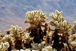 Joshua Tree - Cholla