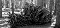 Sequoia Park