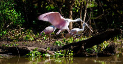 Louisiana - Atchafalaya Basin