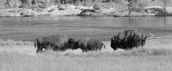 Yellowstone - Heyden Valley - Bisons