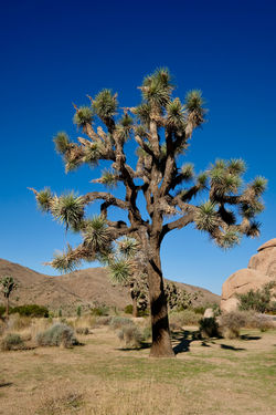 Joshua Tree