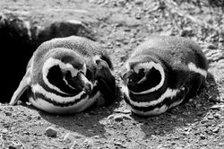 Détroit de Magellan - Isla Magdalena