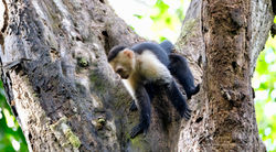 Manuel Antonio
