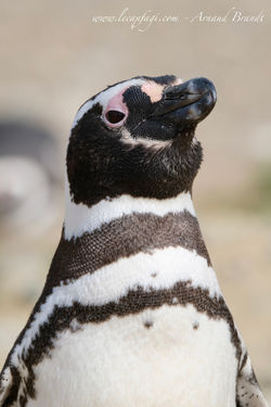 Détroit de Magellan - Isla Magdalena