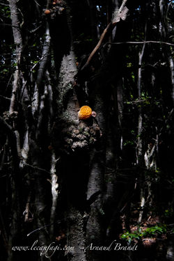 Ushuaïa - Parc Nat. Tierra del Fuego