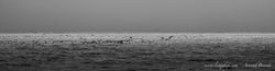 Cape Cod - Nauset Beach
