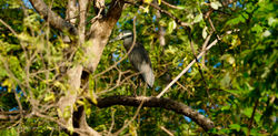 Parc National Marin Las Baulas