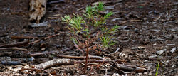 Sequoia Park - new generation