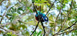 parc national Los Quetzales