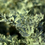 Thumbnail: verte candle