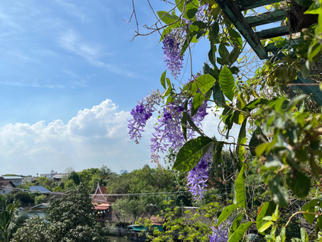 พวงชมพูซอนรแนง 4 : สุขง่าย