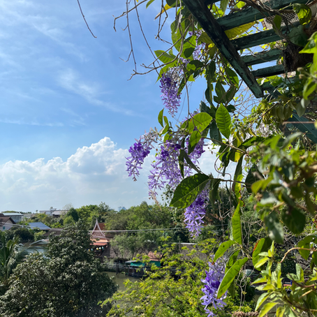 พวงชมพูซอนรแนง 4 : สุขง่าย