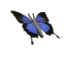 Purple Butterfly