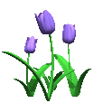Purple Tulips