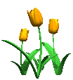Yellow Tulips