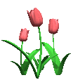 Pink Tulips