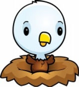 Baby Eagle in Nest