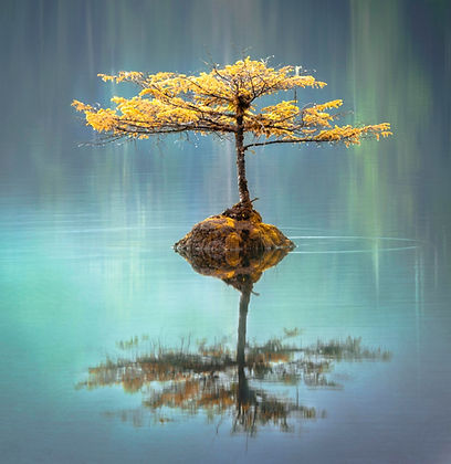 Fairy%2520Bonsai_edited_edited.jpg