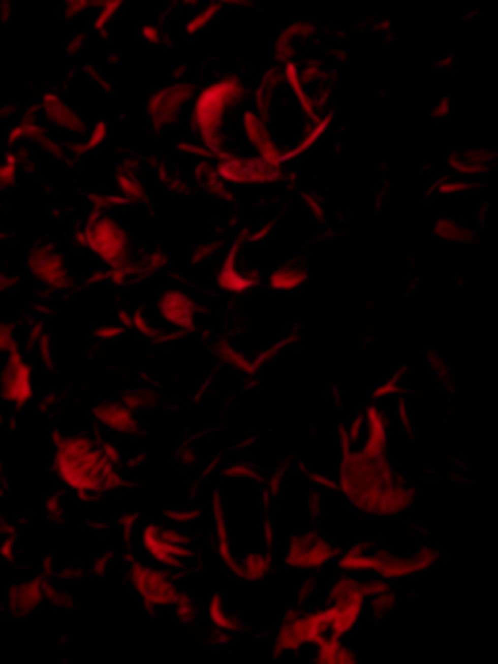 Beautiful abstract color pink flowers on black background, light pink flower frame, red le