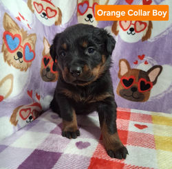 4 Weeks Old