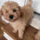 Thumbnail: Lily - Golden Female Mini Poodle