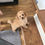Thumbnail: Lily - Golden Female Mini Poodle