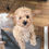 Thumbnail: Lily - Golden Female Mini Poodle