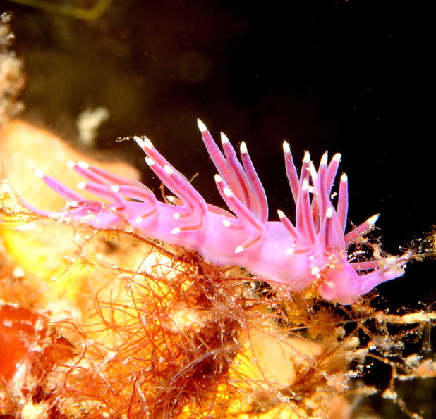 Fadenschnecke/Flabelina
