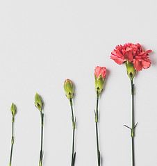 How a flower grows