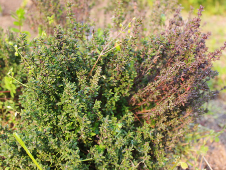 紫から緑へ衣替え