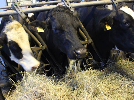 イタリア研修３　～モデナ～