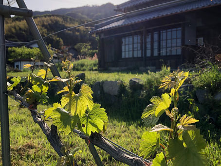 GWの営業のお知らせ