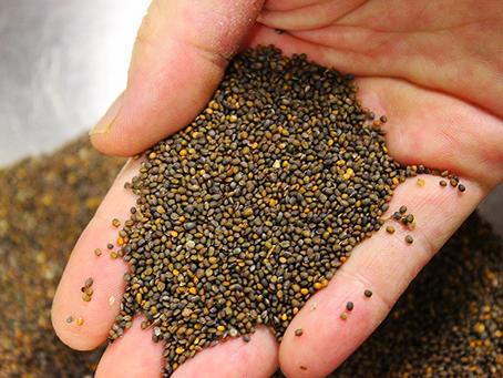 ルーコラの種を取る